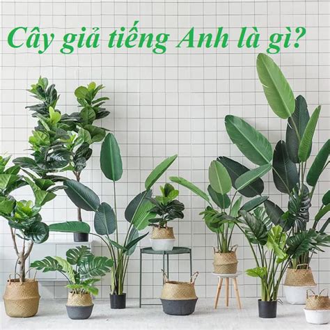 la cay tieng anh